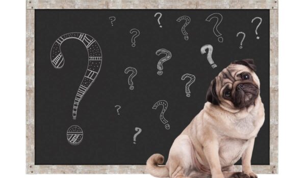 nom de chien en anglais commençant par U