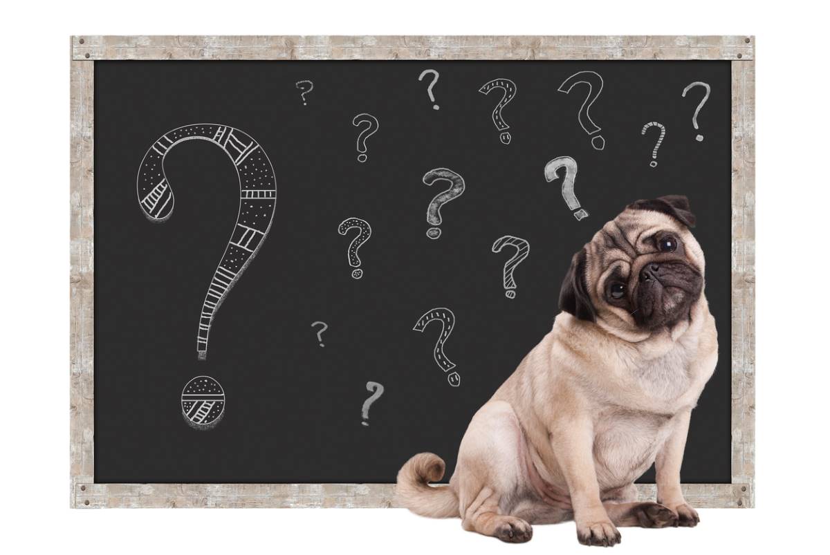 Les meilleurs noms de chiens en U en anglais