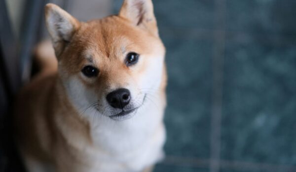 noms japonais en U pour un chien