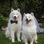 où peut on vraiment se marier en france avec son chien