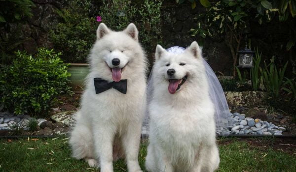 où peut on vraiment se marier en france avec son chien