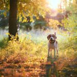 piège pour chien automne