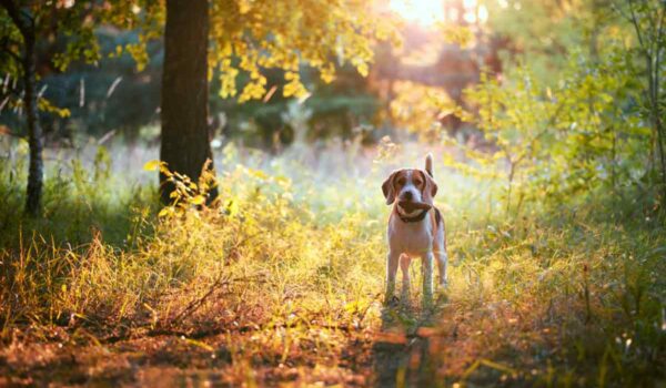 piège pour chien automne