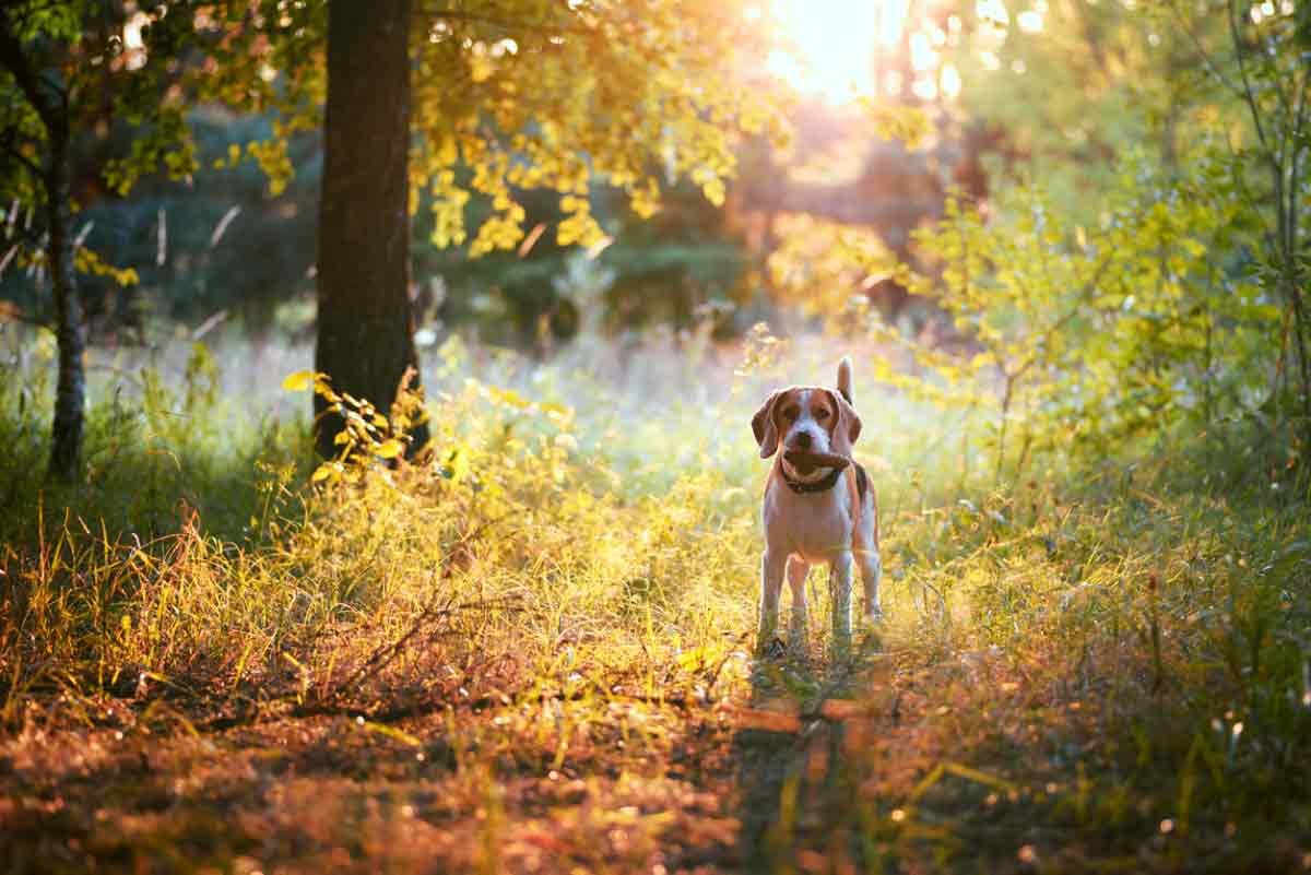piège pour chien automne