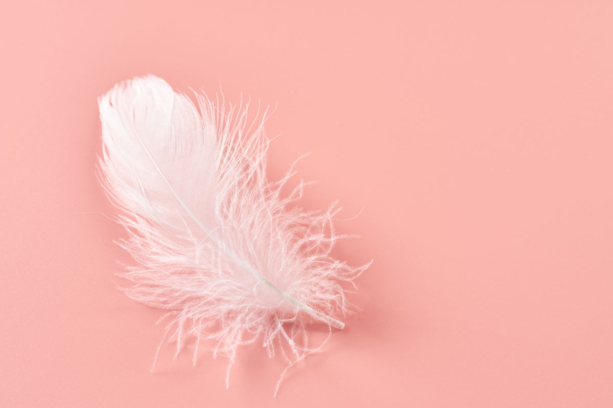 Plumes dans les croquettes et si elles pouvaient améliorer la santé