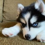 vidéo d'un pomsky babysitter