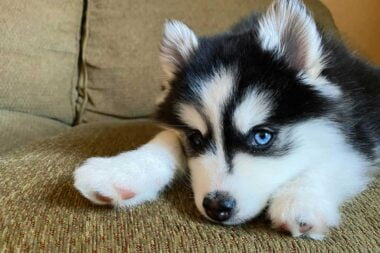 vidéo d'un pomsky babysitter