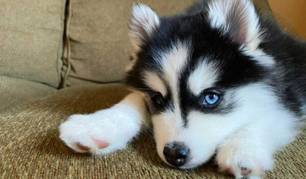 vidéo d'un pomsky babysitter