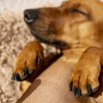 position du teckel endormi