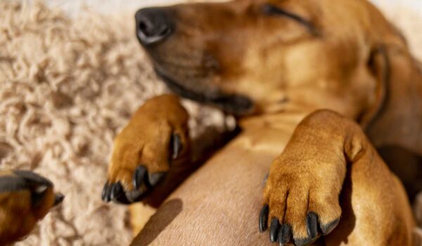 position du teckel endormi