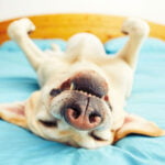top 15 des races de chiens les plus calmes
