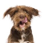 top 10 des races de chiens les plus gourmands