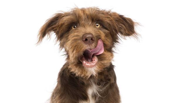 top 10 des races de chiens les plus gourmands