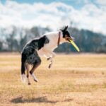 races de chiens qui aiment jouer