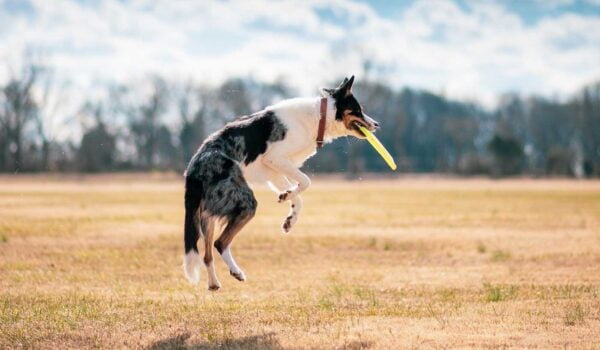 races de chiens qui aiment jouer