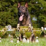 record chien champion du monde