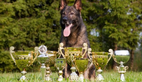 record chien champion du monde