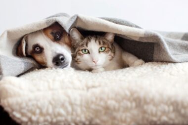 relation harmonieuse chien chat conseils d'expert