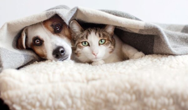 relation harmonieuse chien chat conseils d'expert
