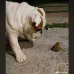 vidéo d'une rencontre entre un bouledogue et une grenouille