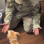 retrouvaille d'un chien et de son maître