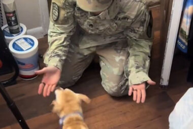 retrouvaille d'un chien et de son maître