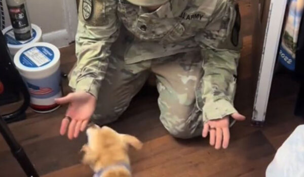 retrouvaille d'un chien et de son maître