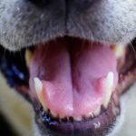 solutions naturelles contre la mauvaise haleine du chien