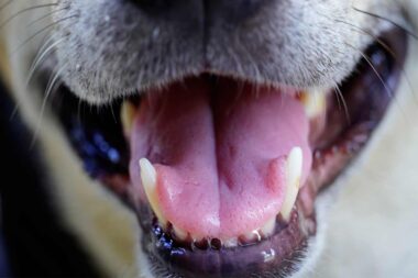 solutions naturelles contre la mauvaise haleine du chien