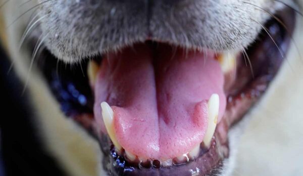 solutions naturelles contre la mauvaise haleine du chien