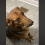 vidéo d'un chien qui ne veut pas prendre son bain