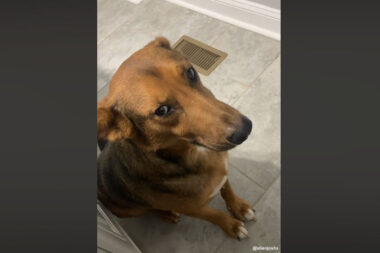 vidéo d'un chien qui ne veut pas prendre son bain