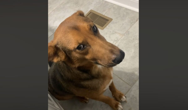 vidéo d'un chien qui ne veut pas prendre son bain