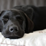 vidéo complicité enfant et chien labrador