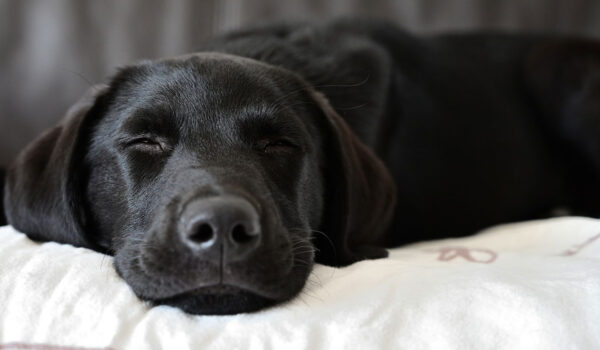 vidéo complicité enfant et chien labrador