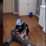 vidéo des retrouvailles d'un petit garçon et d'un chien perdu