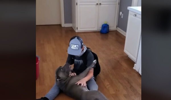 vidéo des retrouvailles d'un petit garçon et d'un chien perdu