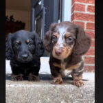 vidéo de chiots teckel qui descendent les escaliers pour la première fois