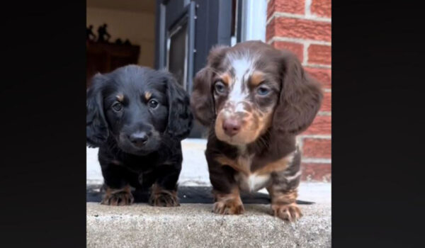vidéo de chiots teckel qui descendent les escaliers pour la première fois