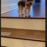 video yorkshire balle