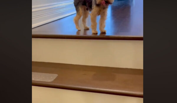 video yorkshire balle