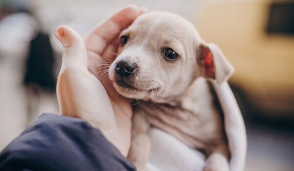 les erreurs à éviter quand on adopter un chiot
