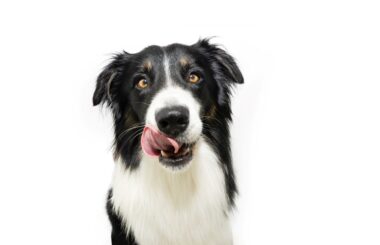 border collie en appartement