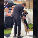 vidéo d'un chien qui danse avec ses maîtres qui viennent de se marier