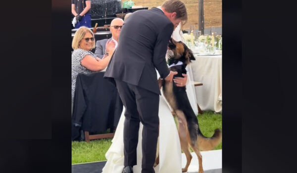 vidéo d'un chien qui danse avec ses maîtres qui viennent de se marier