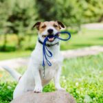 chien nerveux en promenade