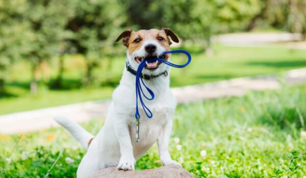 chien nerveux en promenade