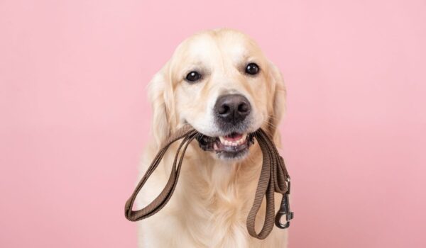 choisir une laisse pour son chien