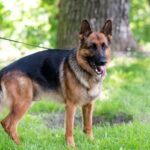 commander le chien de joe biden a été exclu de la maison blanche