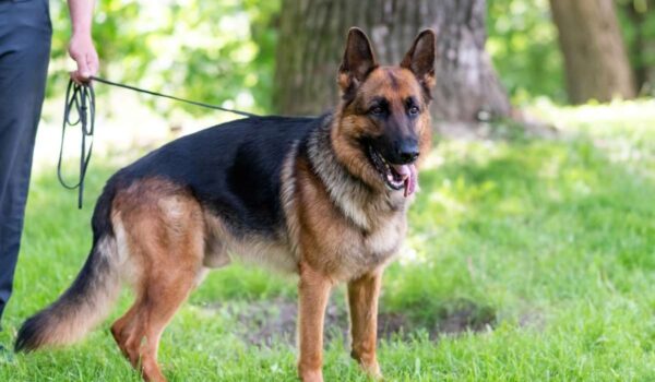 commander le chien de joe biden a été exclu de la maison blanche